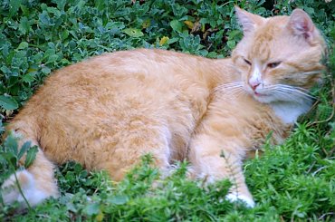 Kotek Pimpuś #kot #zwierzęta #wioska