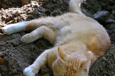 Kotek Pimpuś #kot #zwierzęta #wioska