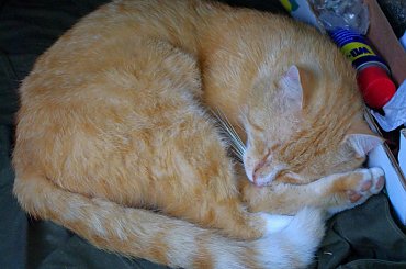 Kotek Pimpuś #kot #zwierzęta #wioska