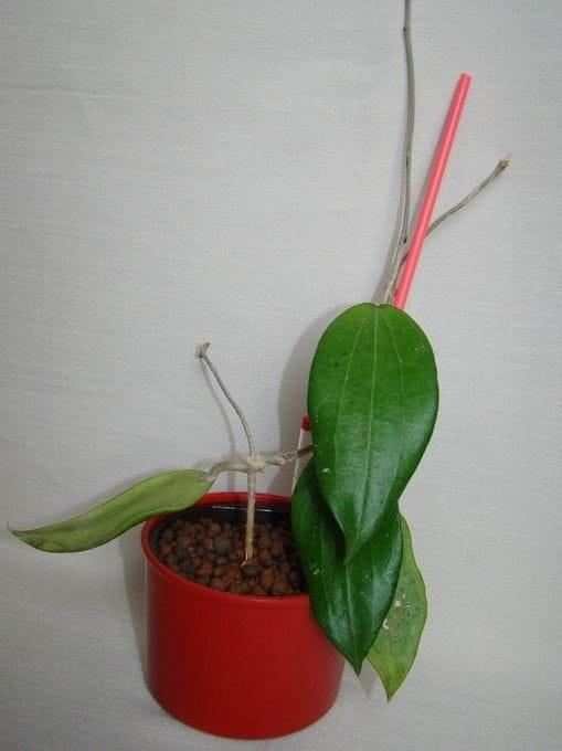 Hoya cinamomifolia