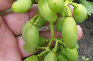 Gelios #grona #winorośl