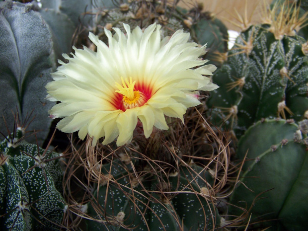 Astrophytum senile