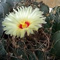 Astrophytum senile