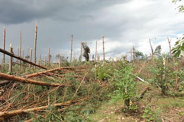 po trąbie powietrznej #BoryTucholskie #las #tornado #TrabaPowietrzna #TrąbaPowietrzna