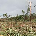po trąbie powietrznej #BoryTucholskie #las #tornado #TrabaPowietrzna #TrąbaPowietrzna