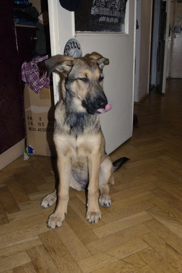 masz i starsze dla porównania