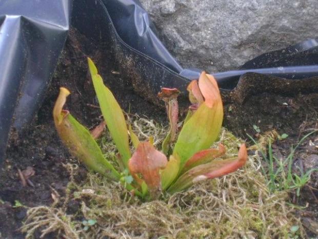 Sarracenia x Chelsonii