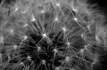 dmuchawce.. ;D #makro #dmuchawiec