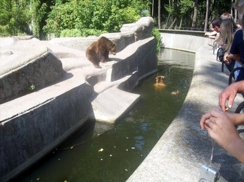 Niedźwiedzie #warszawa #zoo #zwierzęta