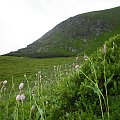 #Tatry #rośliny