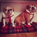 #bulldog #FioletoweForum #ForumBuldogaAngielskiego #pies