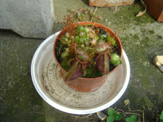 Cephalotus follicularis