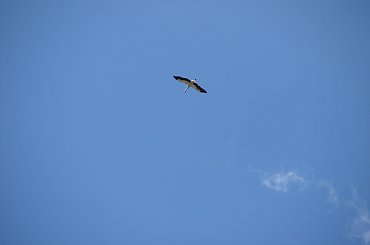 Szybowanie #Ptaki #bocian #bociek #lot #WLocie #niebo #błękit #BłękitneNiebo #warmia