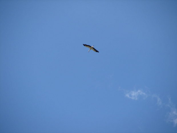 Szybowanie #Ptaki #bocian #bociek #lot #WLocie #niebo #błękit #BłękitneNiebo #warmia