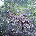 Sambucus nigra 'Eva' Black Lace