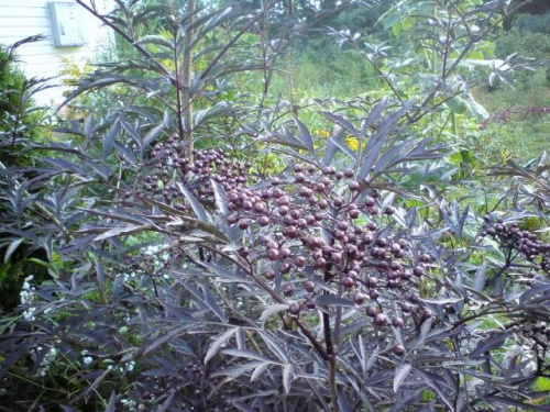 Sambucus nigra 'Eva' Black Lace