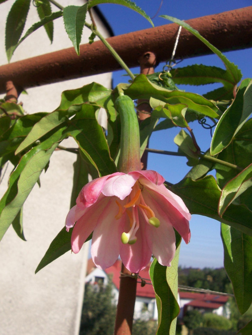 Passiflora molissima