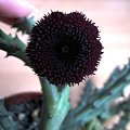 #huernia