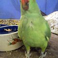 Aleksandretta #papuga #ptak