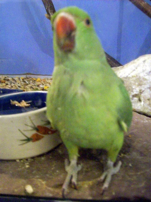 Aleksandretta #papuga #ptak