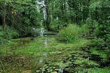 #korczew #bużyska #drohiczyn #olendry #drażniew #RzekaBug #PodlaskiPrzełomBugu