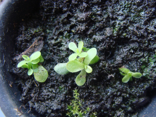 Pinguicula ???