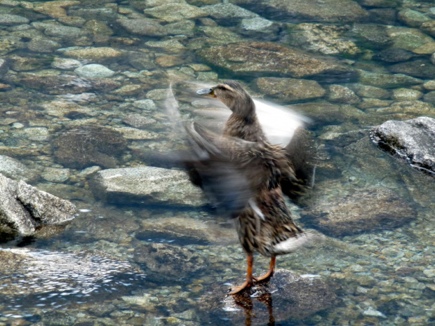 kaczucha #ptak #kaczka #woda #przyroda