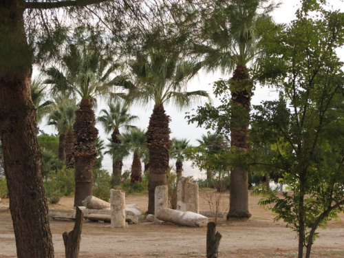 Palmy w Pamukkale