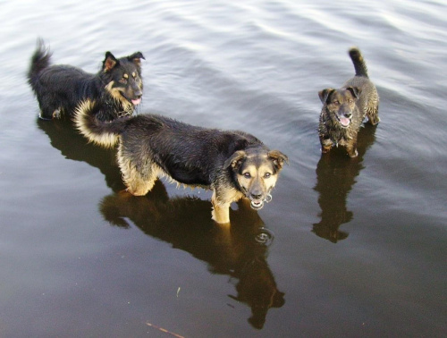 #psy #lato #woda #rzeka #zwierzęta #natura #przyroda