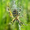 jeden z ładniejszych Polskich pająków-Tygrzyk paskowany #pająk #makro