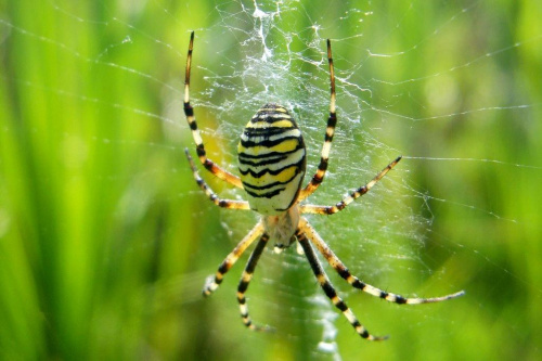jeden z ładniejszych Polskich pająków-Tygrzyk paskowany #pająk #makro