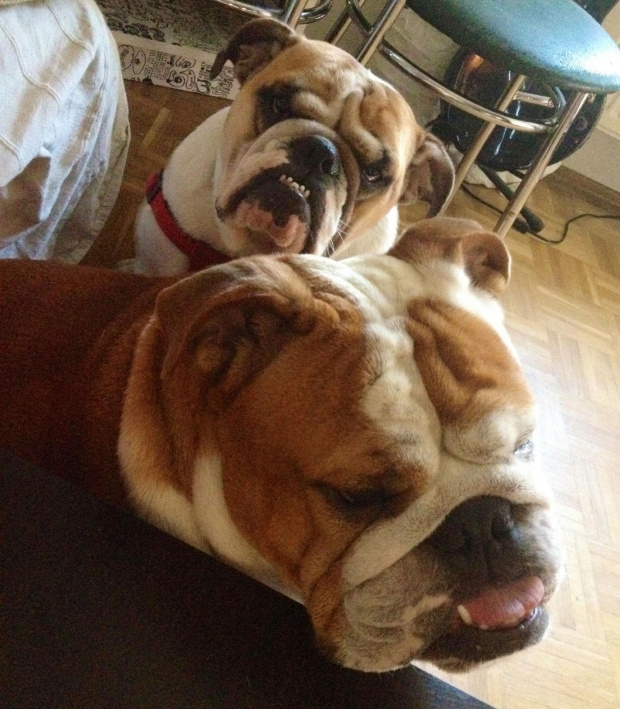 #bulldog #FioletoweForum #ForumBuldogaAngielskiego #pies