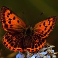 #lepidoptera #łuskoskrzydłe #motyl #owad #makro