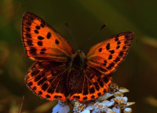 #lepidoptera #łuskoskrzydłe #motyl #owad #makro