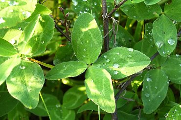 Szczęście nie jedno ma imię #czterolistna #koniczyna #szczęście