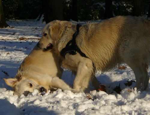 dwa goldeny #golden #pies #psy #zwierzęta