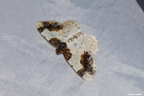 Mesoleuca albicillata - motyl nocny