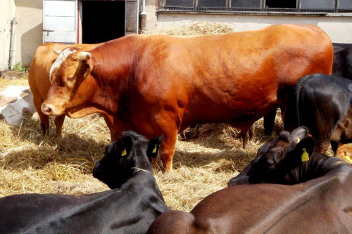 Fernando i jego harem #byk #krowa #zwierzęta
