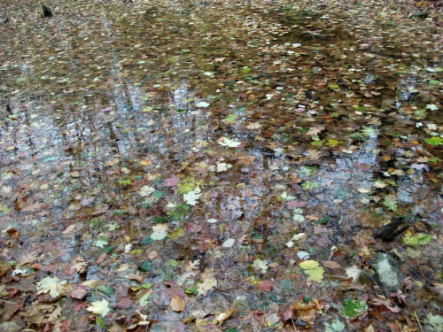 Woda pełna kolorowych liści :)