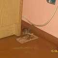 Łakoma myszka