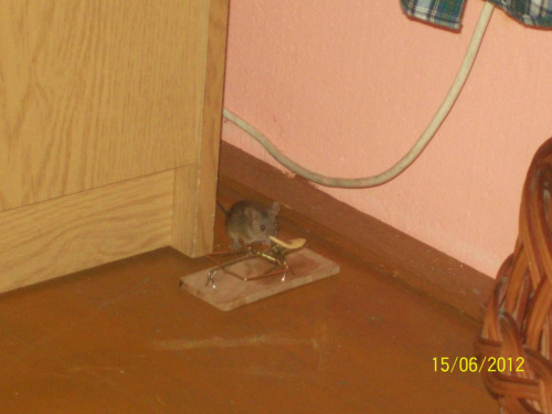 Łakoma myszka