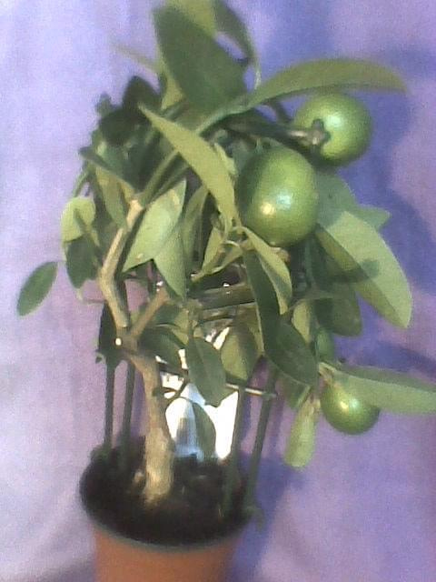 Limonella-cała roślina, tył #cytrusy #Limonella