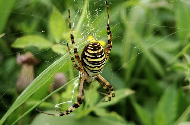 kolejny tygrys ;D #makro #tygrzyk #pająk