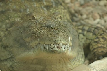 Uśmiech, Ogród zoologiczny w Debreczynie (HU), 04.2008
[Olympus E-410, Zuiko Digital Tele 40-150] #aligator #drapieżnik #krokodyl #OgródZoologiczny #zęby #zoo #tele
