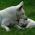 LUBA Białe Wzgórza, Bialy owczarek szwajcarski #BiałyOwczarekSzwajcarski #hodowla #pies #psy
