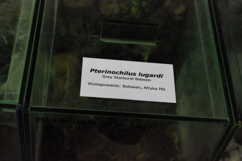 29.08.2009
Wystawa terrarystczna #pająki