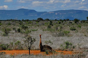 park narodowy Tsawo #Kenia #safari #Tsawo