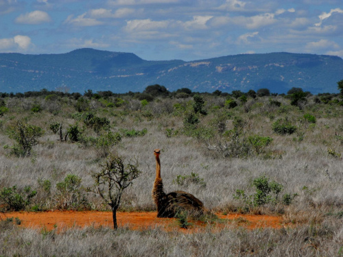 park narodowy Tsawo #Kenia #safari #Tsawo