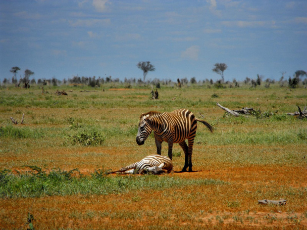 park narodowy Tsawo East #Kenia #safari #Tsawo