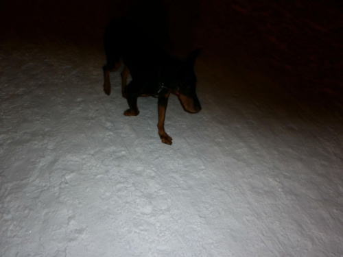 Nocne biegi #adopcja #Dobek #Doberman #pies #pomoc #schronisko
